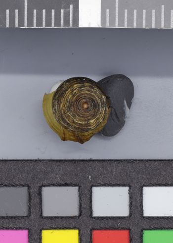 Media type: image;   Malacology 161785 Description: Image of dry shell, protoconch view. Photographed for a researcher request.;  Aspect: Protoconch